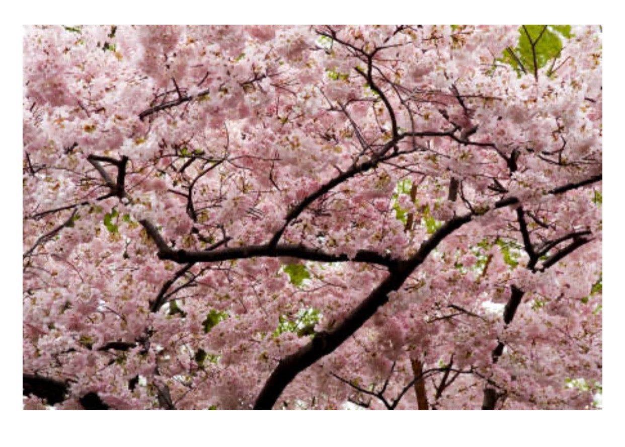 Japanese Cherry Blossom Candle
