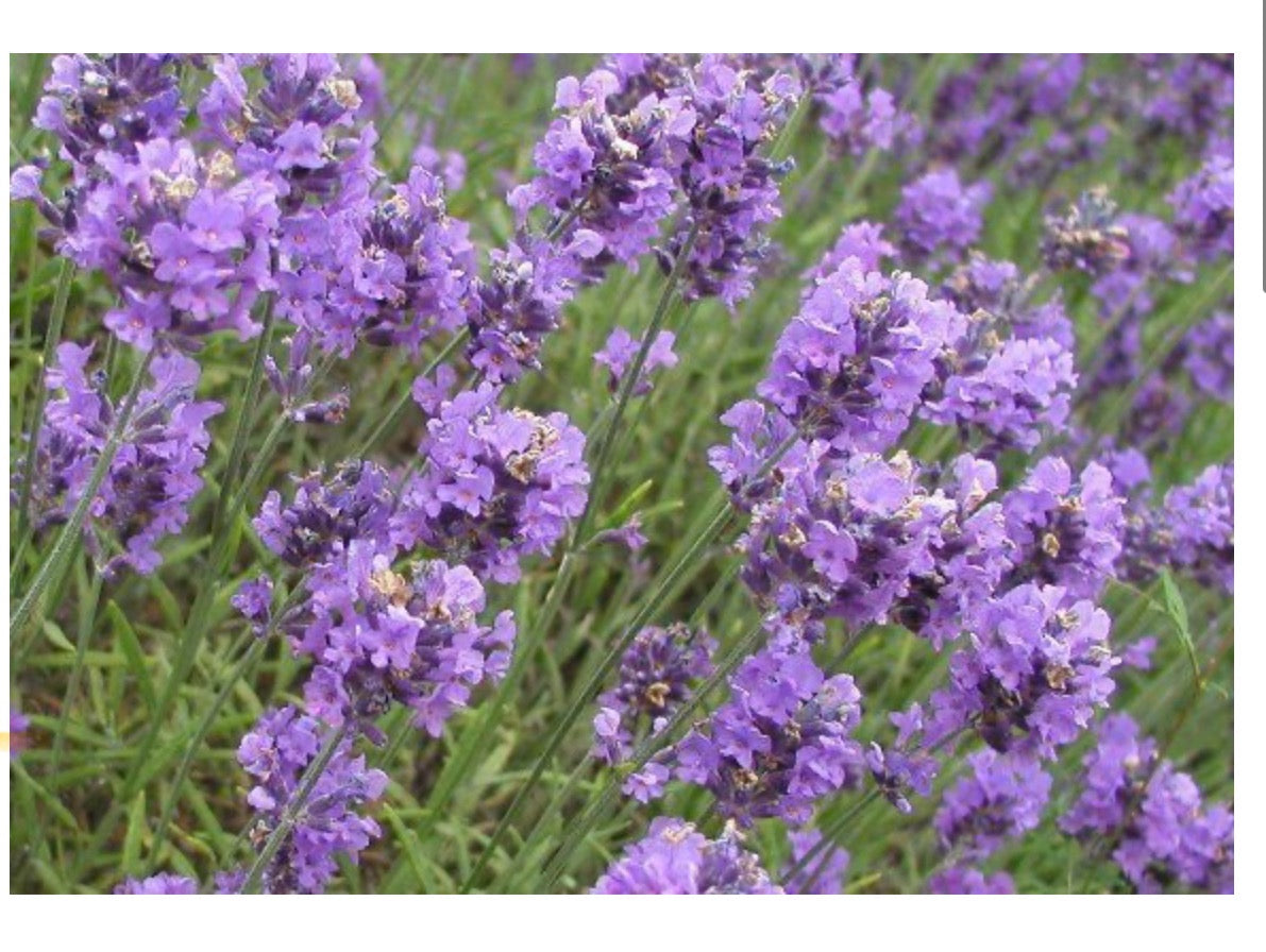 Lavender Vanilla Candle